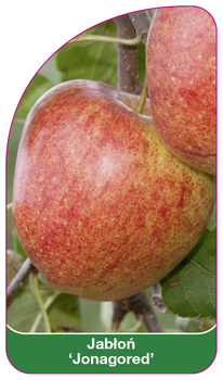 Jablon 'Jonagored'