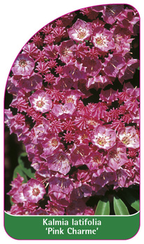 Kalmia latifolia 'Pink Charme'