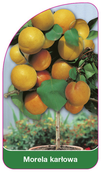 Morela karłowa
