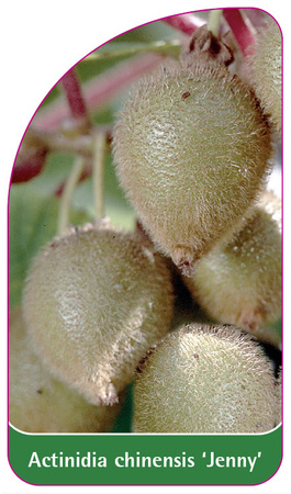 Actinidia chinensis 'Jenny'