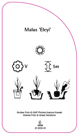 Malus 'Eleyi'