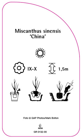 Miscanthus sinensis 'China'