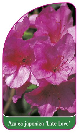 Azalea japonica 'Late Love'