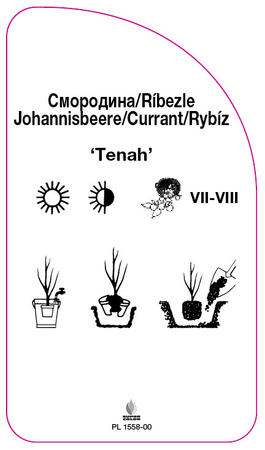 Porzeczka 'Tenah'