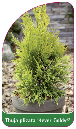 Thuja plicata '4ever Goldy'