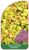 Spiraea japonica 'Goldflame'