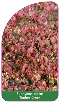 Euonymus alatus 'Timber Creek'