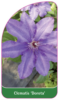 Clematis 'Dorota'