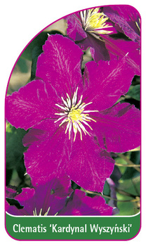 Clematis 'Kardynal Wyszynski'