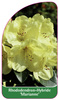 Rhododendron-Hybride 'Marianne'