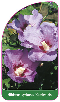 Hybiscus syriacus 'Coelestris'
