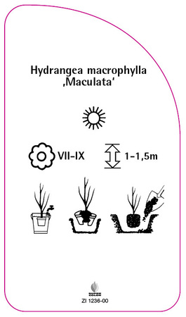 Hydrangea macrophylla ,Maculata'