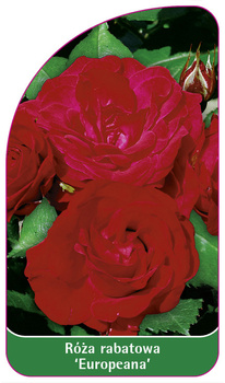 Róza rabatowa 'Europeana' Nr. 518