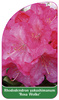 Rhododendron yakushimanum 'Rosa Wolke'