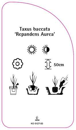 Taxus baccata 'Repandens Aurea'