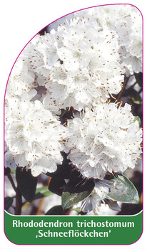 Rhododendron trichostomum ,Schneeflöckchen'