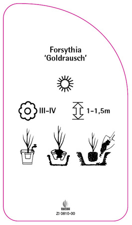 Forsythia 'Goldrausch'