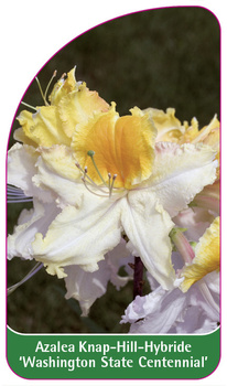Azalea Knap-Hill-Hybride 'Washington State Centennial'