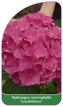Hydrangea macrophylla 'Leuchtfeuer'
