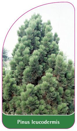 Pinus leucodermis