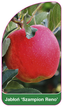 Jablon 'Szampion Reno'