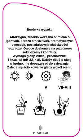 Vaccinium corymbosum 'Sierra'