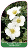 Potentilla fruticosa 'Tilford Cream'