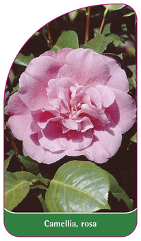 Camellia, rosa