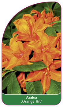 Azalea 'Orange Hit'