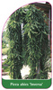 Picea abies 'Inversa'