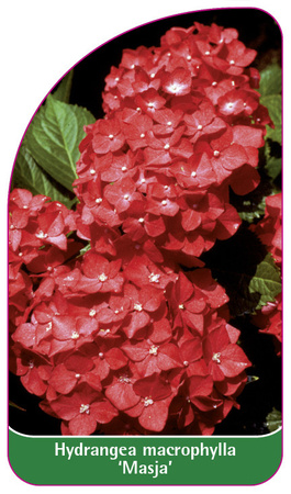 Hydrangea macrophylla 'Masja'