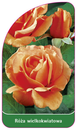 Trandafir cu flori mari Nr. 206 B