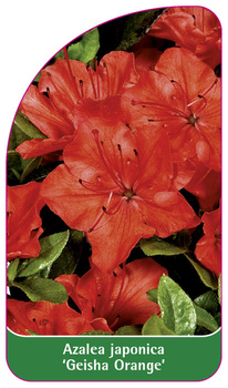 Azalea japonica 'Geisha Orange'