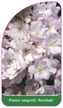 Prunus sargentii 'Accolade'