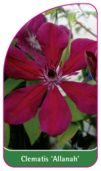 Clematis 'Allanah'