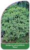 Juniperus procumbens 'Nana'