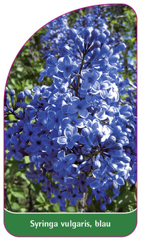 Syringa vulgaris, blau
