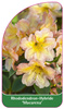 Rhododendron-Hybride 'Macarena'