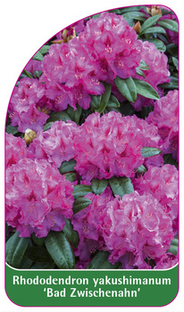 Rhododendron yakushimanum 'Bad Zwischenahn'