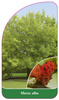Morus alba