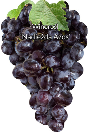 Winorośl Nadieżda Azos