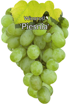 Winorośl Piesnia
