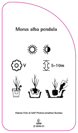 Morus alba pendula
