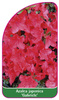Azalea japonica 'Gabriele'