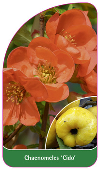 Chaenomeless 'Cido'