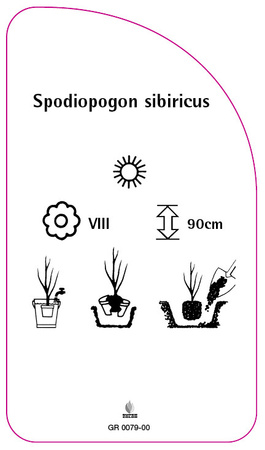 Spodiopogon sibiricus