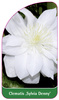 Clematis 'Sylvia Denny'