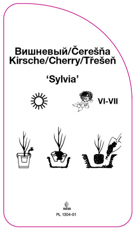 Czeresnia 'Sylvia'