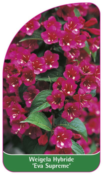 Weigela Hybride 'Eva Supreme'