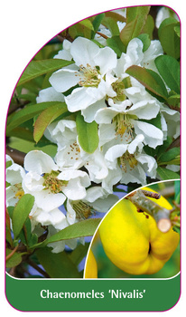 Chaenomeles 'Nivalis'